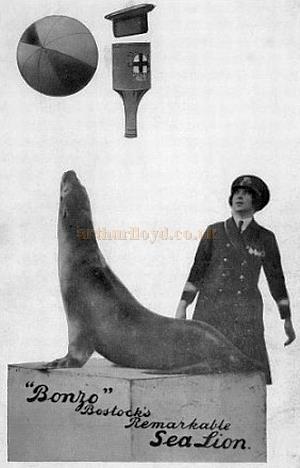 A Postcard showing the Bostock sea-lion Bonzo - Courtesy Graeme Smith.